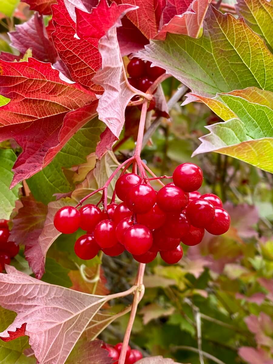 Bright red berries look juicy and sweet to eat along with maple leaves that are turning from green to red in this shot showing Seattle in November.