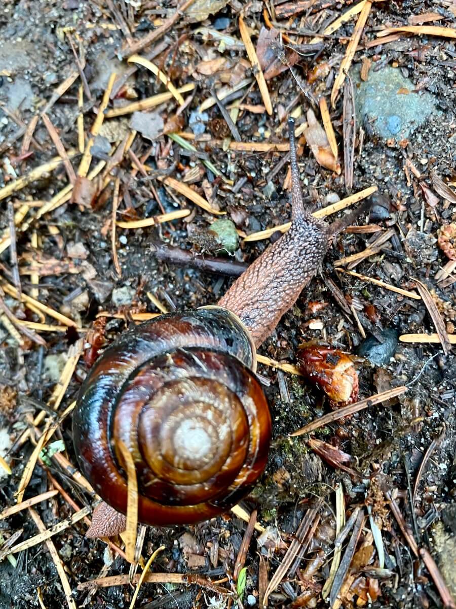 A snail crawls along dirt and pine needles, tentacles up.