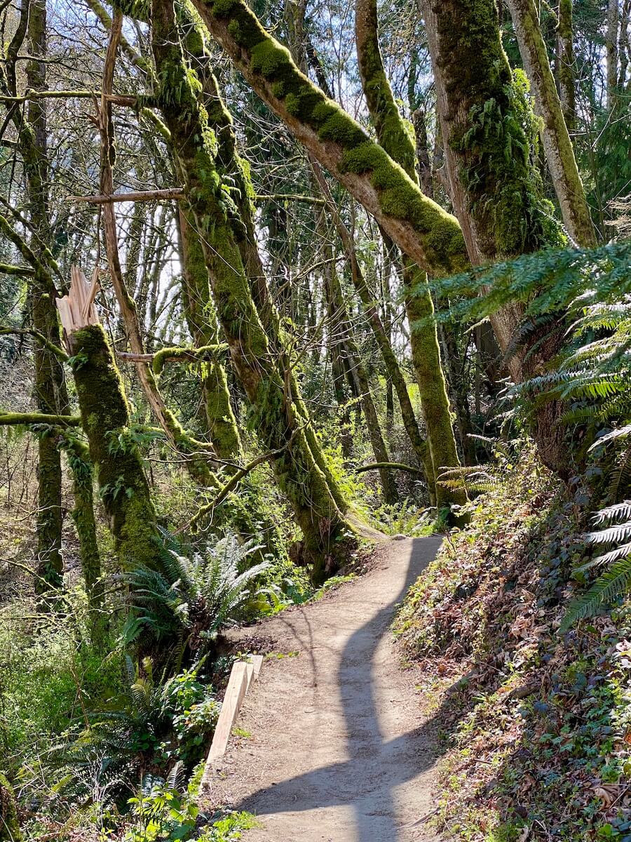 A forest trail passes by maple trees in a dormant winter phase of life. Around them are sword ferns and there is a shadow of the trees on the worn forest trail.