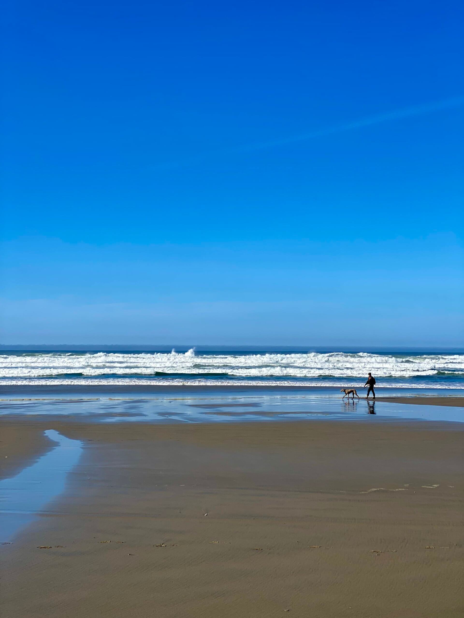 A crystal clear blue sky day on the Oregon Coast. A person is walking their dog on the wide sandy beach.
