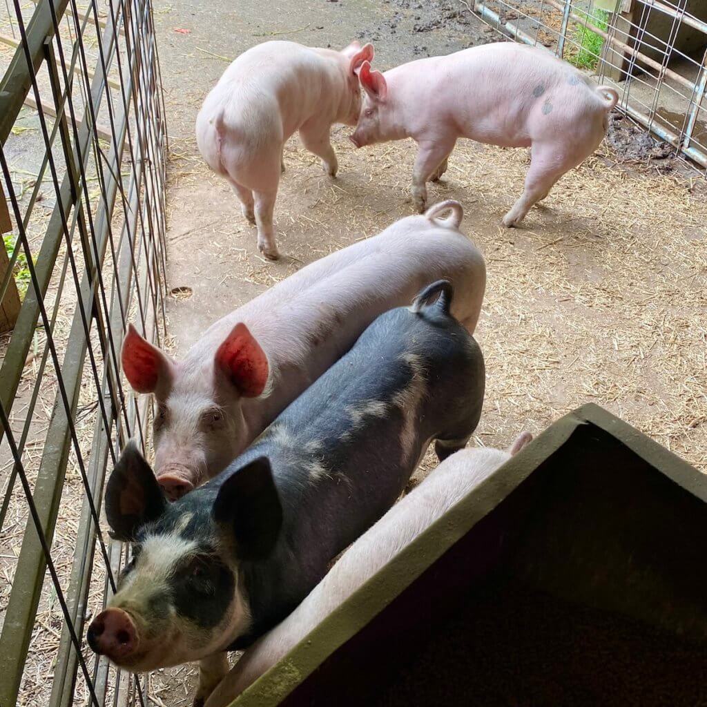 Photos of pigs in a pen. Three of them are white and one is black with brown spots.