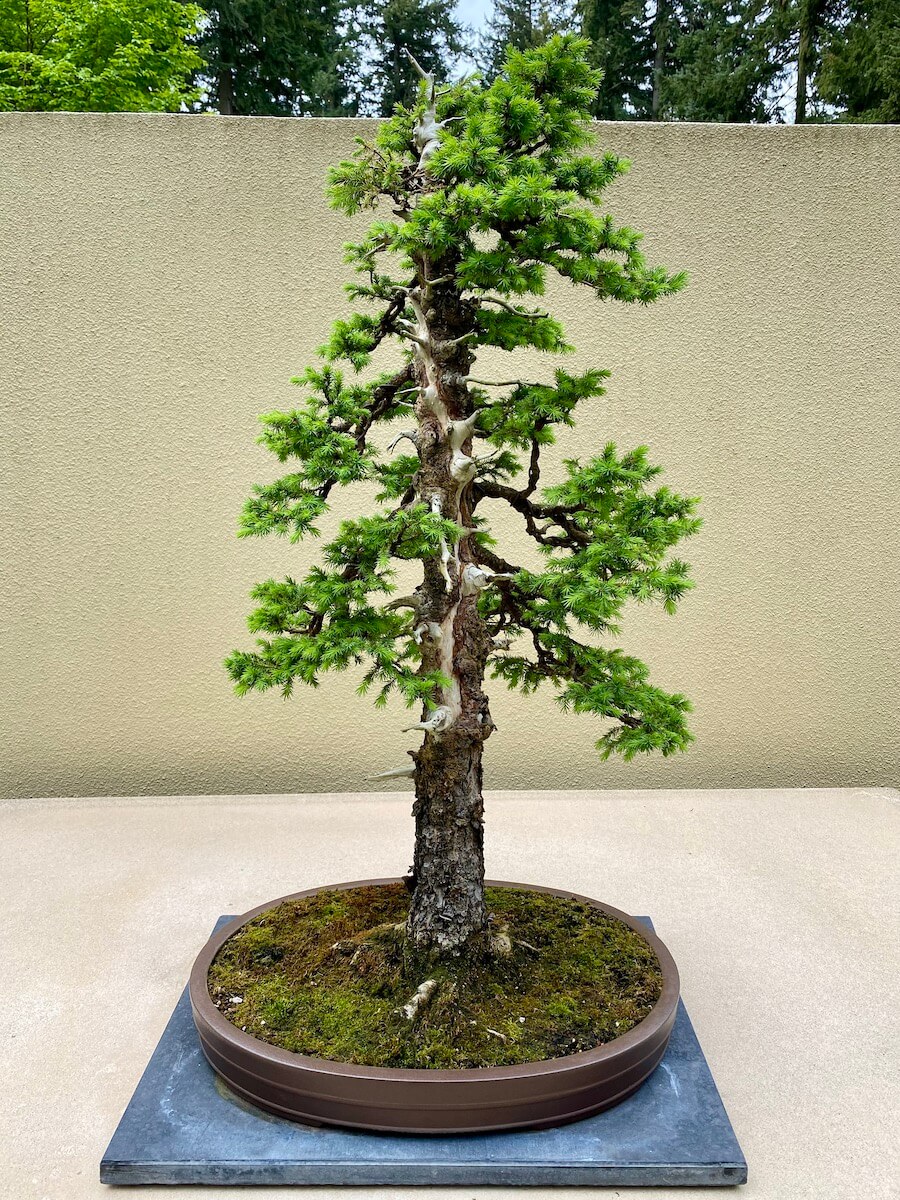 A fir bonsai tree is elegantly displayed at the Pacific Bonsai Museum in Federal Way, Washington. This is a great stop on the Seattle to Portland drive. A great thing to do on a road trip between the two cities.