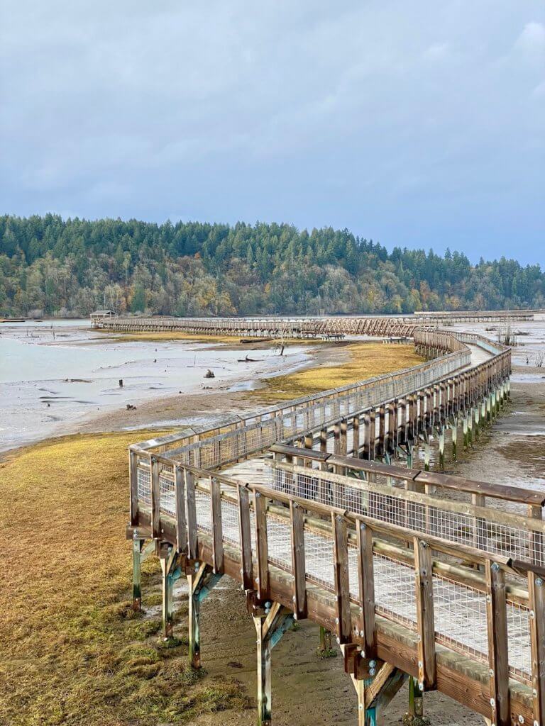 The winding elevated boardwalk of the Nisqually National Wildlife Refuge winds through grass and mud flats because the tide is out. There are green trees in the background under gray skies.