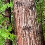 The sinewy bark of a cedar tree has three knots in a way that looks like a human face. The trunk of the tree is surrounded by a few light green branches.