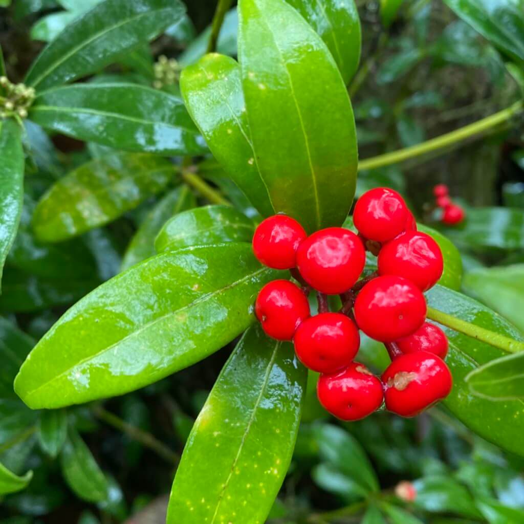 Bright red berries shine in the glow of fresh rain and are surrounded by lime green elongated leaves.