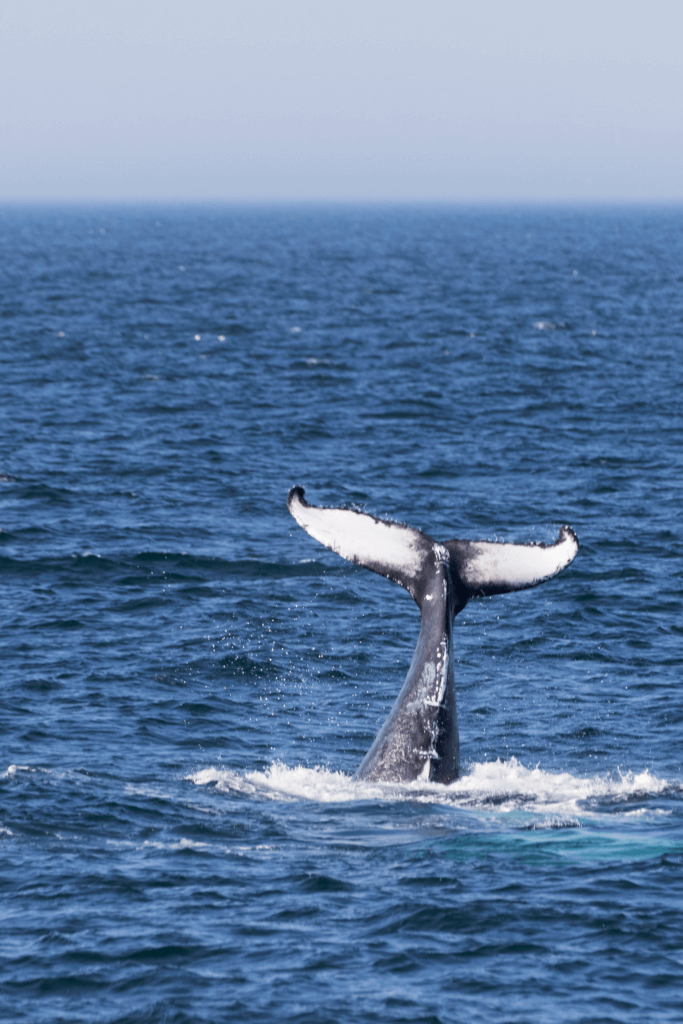 A whale breaches, revealing its tail while surrounded by blue seawater and a grayish horizon.