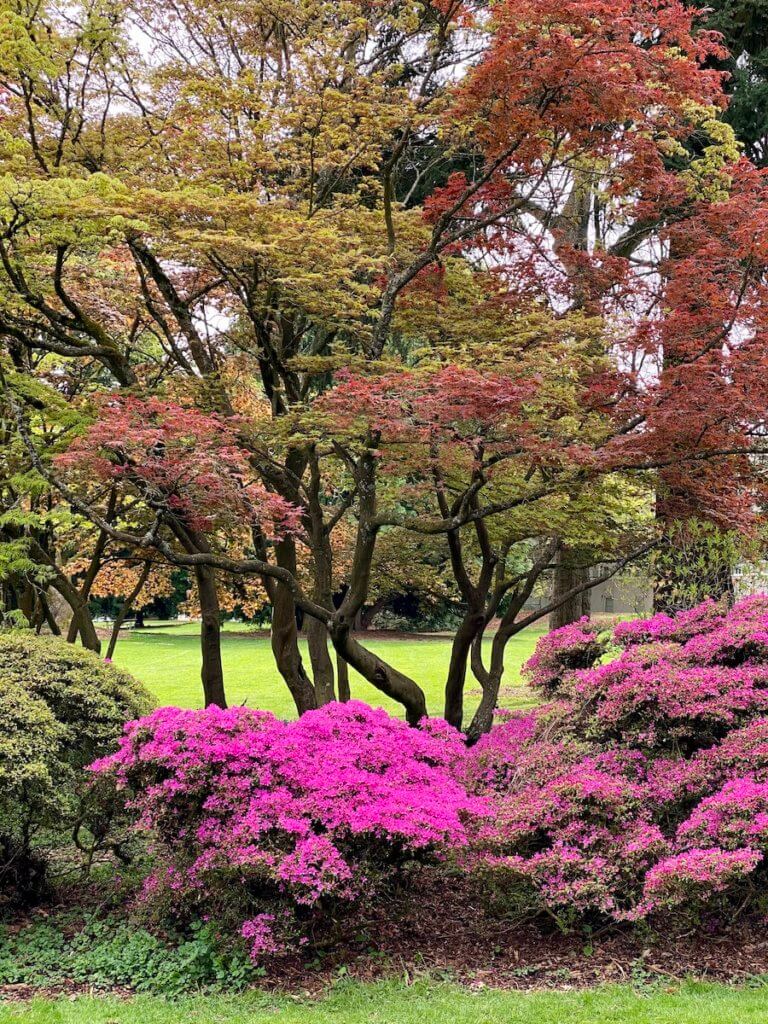 The bright colors of azaleas and fresh Japanese maple leaves brighten up this park.  Green grass flourishes in the foreground and background.