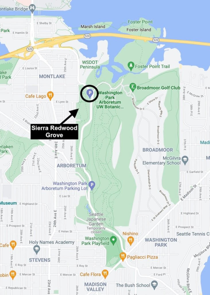 Map of the starting point for mystic nature experiences at Washington Park Arboretum. There is a black arrow pointing to the location of the Sierra Redwood Grove and a black circle around the parking area.