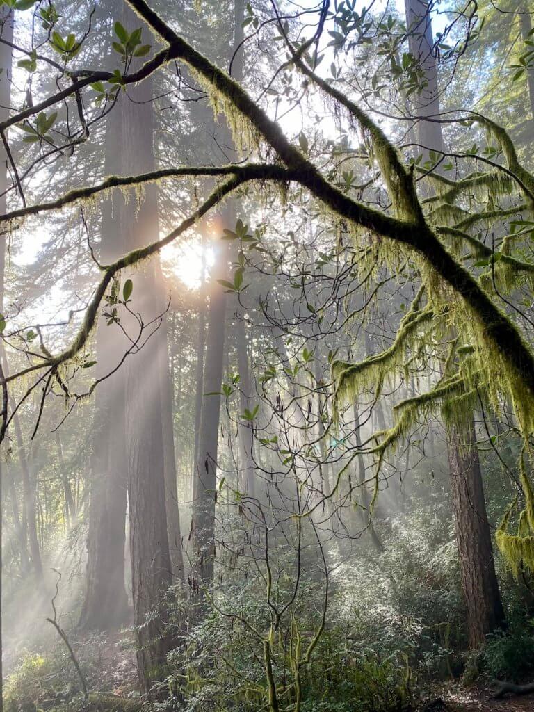 The morning glow of the sun shines through a tanoak branch dripping with green moss.  Redwood trees rises up in the distance.