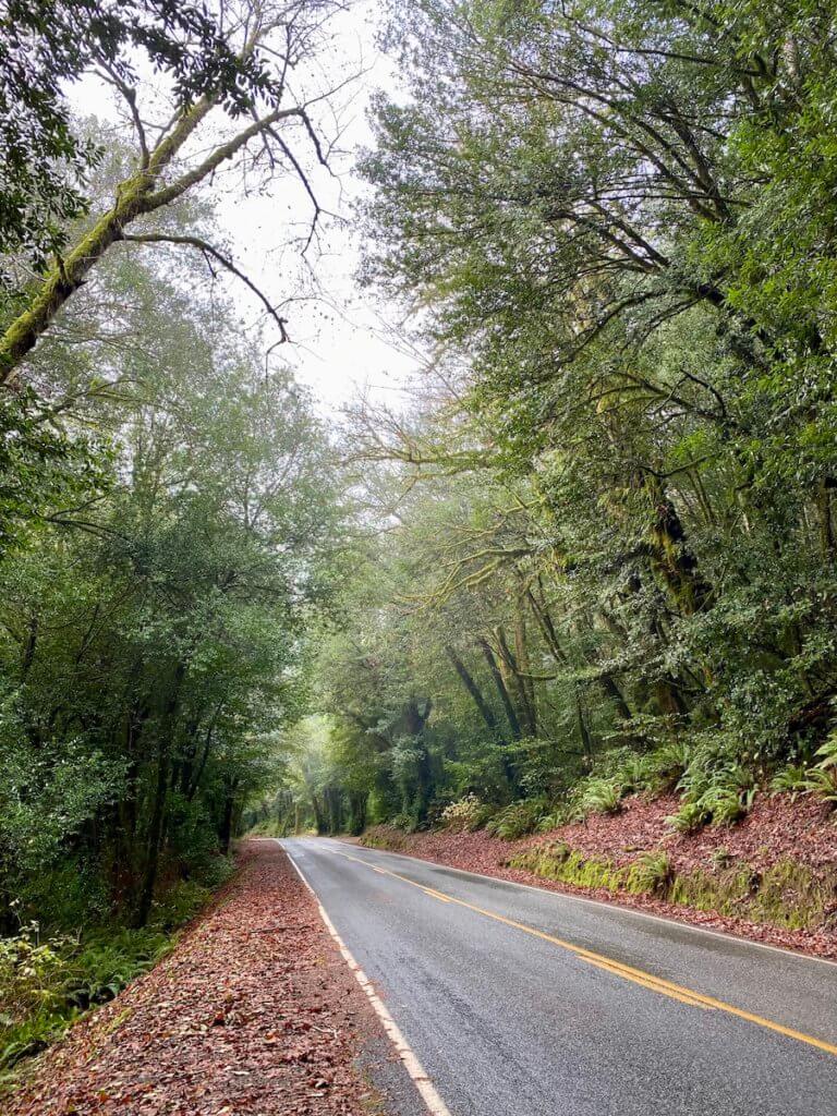 A country road passes under a Myrtlewood  tree Grove.  The majestic trees rise up with their waxy green leaves as the paved road with yellow center line flows off into the horizon of the picture.  The side of the road is covered in old fallen orange leaves.