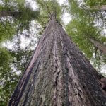 A giant redwood tree in a forest along the Oregon Coast rises high up into the sky. Spindly branches pop out before rich green foliage fills in the canopy. The bark of the tree is weathered black texture.