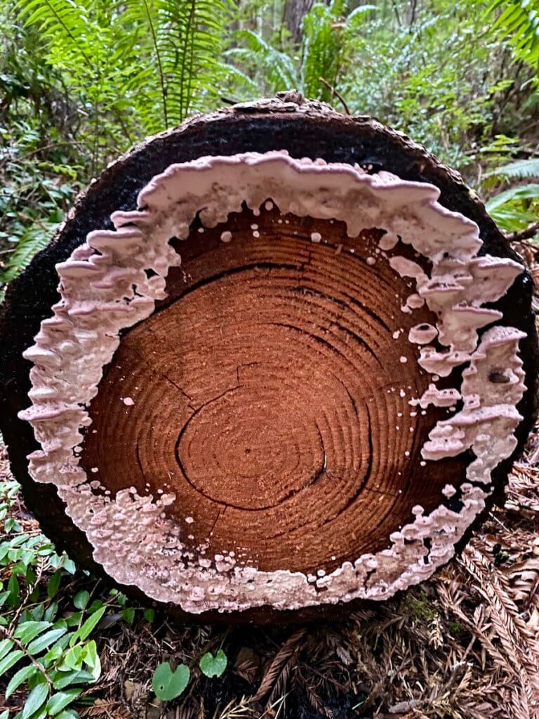 A cut log displays the many rings of age.  The internal part of the stump is still a freshly cut orange while the outer areas are black with a foamy pink colored lichen growing in a circle.