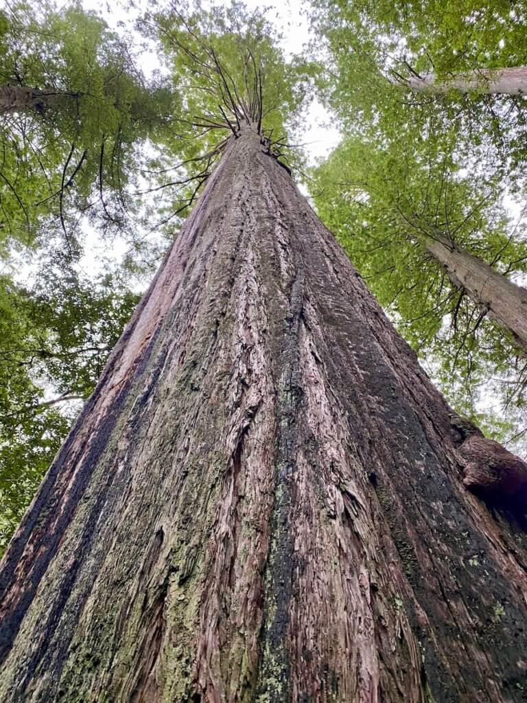 A giant redwood tree in a forest along the Oregon Coast rises high up into the sky. Spindly branches pop out before rich green foliage fills in the canopy. The bark of the tree is weathered black texture.