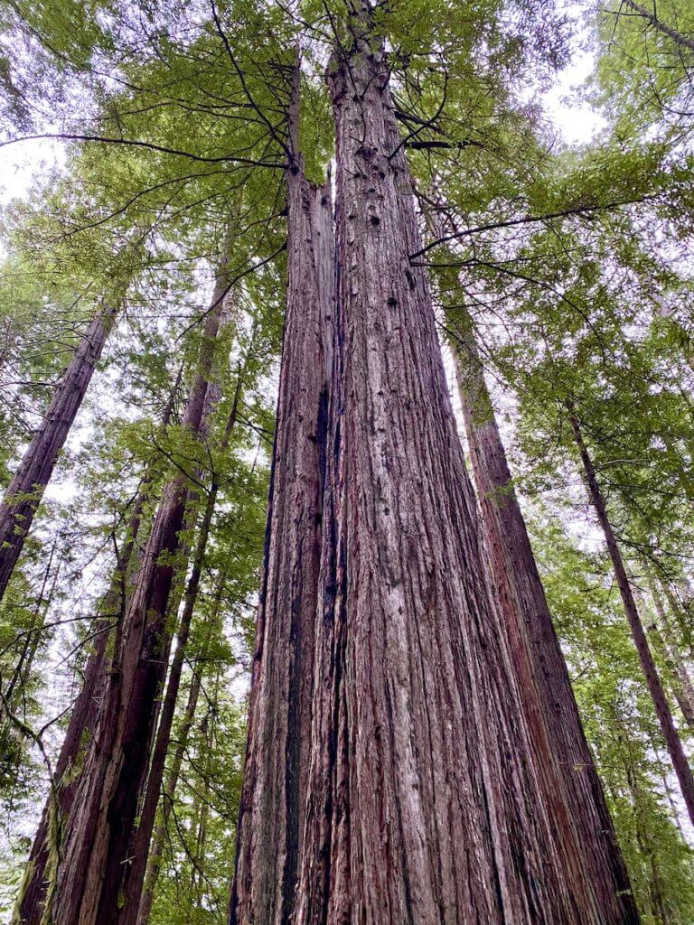 A giant redwood tree in a forest along the Oregon Coast rises high up into the sky.  Spindly branches pop out before rich green foliage fills in the canopy.  The bark of the tree is weathered black texture. 