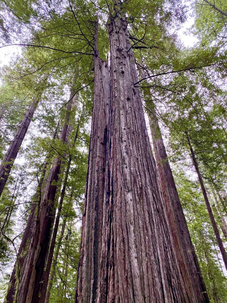 are dogs allowed in the redwood forest