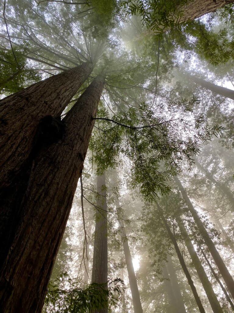 The view looking up at coast redwood trees in a forest near Brookings Oregon.  Tanoak trees fill in the canopy and the light glides through the outline of the ornate leaves.  A mist rises from the forest floor. 