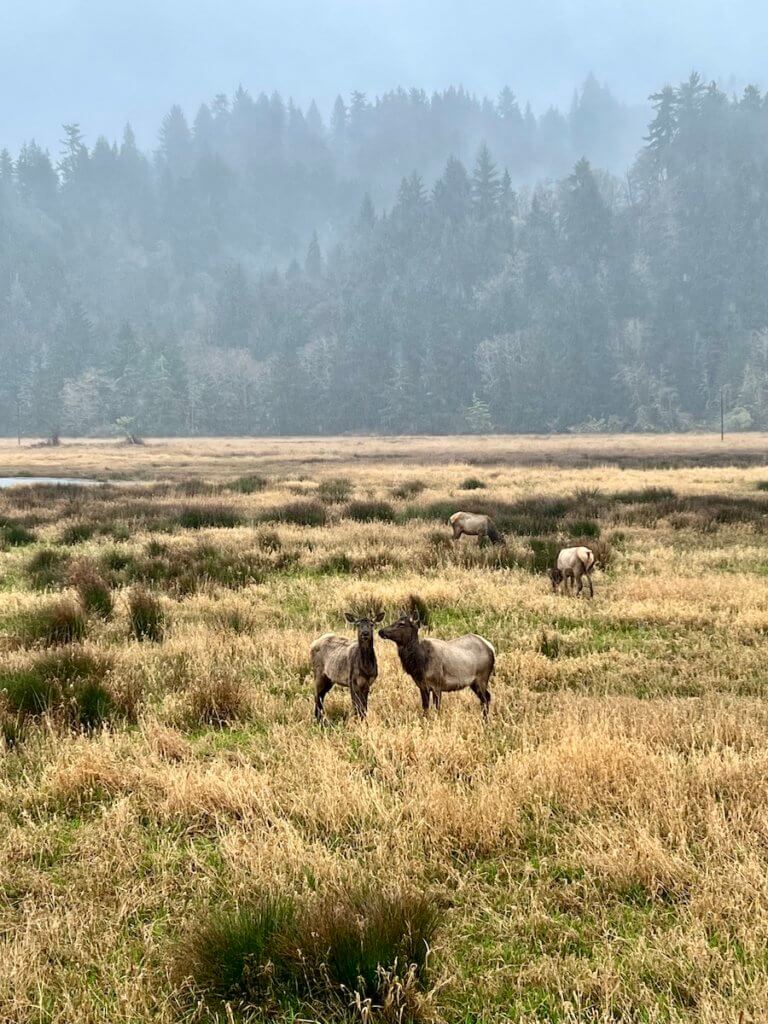 Elk graze in a wildlife refuge near the Oregon Coast town of Reedsport. They are feeding on yellow and green grasses that rise up in the field. In the distance are layers of evergreen trees with mist rising up from them.