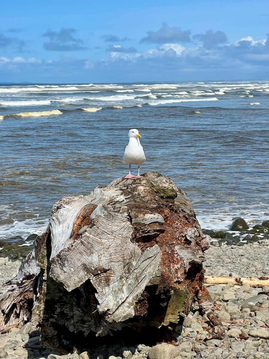 A seagull hangs out on a tree stump that's been washed up onto a rocky beach. The waves are crashing with white caps in the background under partly cloudy sky.