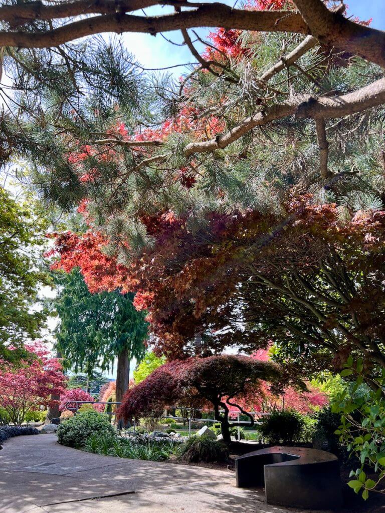 This garden in Everett Washington is coming to live in springtime with a variety of new maple trees pushing out bright red leaves. There is an artistic sculpture which appears to be a seat on the paved path.