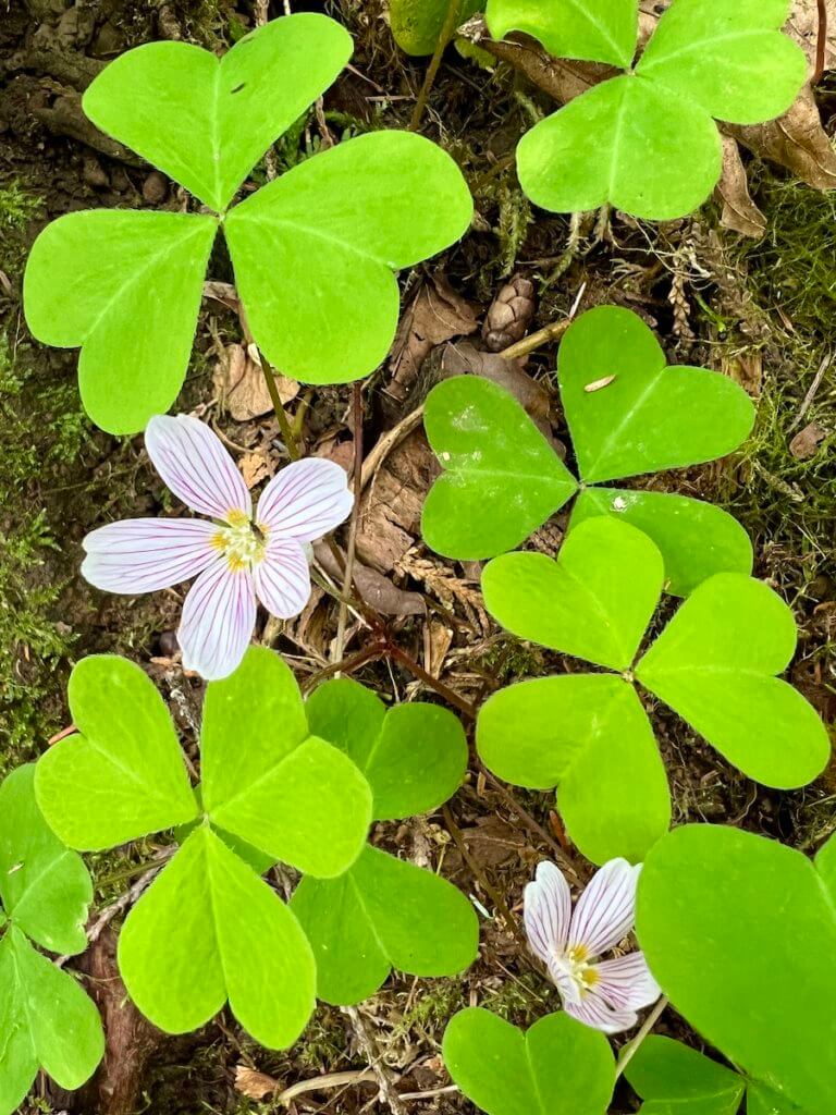 Gentle purple flowers pop up among green shamrock like leaves of the redwood sorrel, on the forest floor. There are pine cones and other organic debris under the share colors of green and purple.
