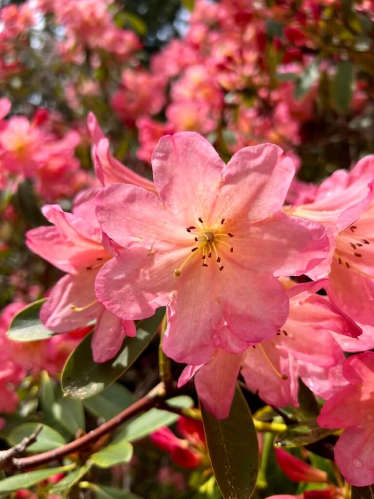 Rhododendron blossoms light up this scene with different hues of pink, in a garden in Seattle, Washington. There are many blooms, some of which are blurred out in the background.