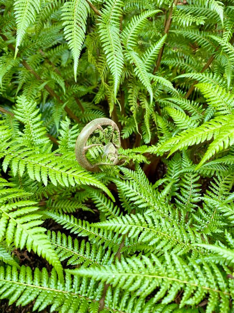 Electric green licorice ferns surround a newly expanding fiddlehead coming to life.