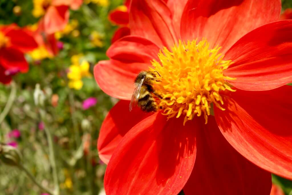 There are so many gardens in Seattle that make for great outdoor things to do. here a bee is on a red flower with yellow center while other plants are out of focus in the background.
