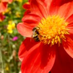 There are so many gardens in Seattle that make for great outdoor things to do. here a bee is on a red flower with yellow center while other plants are out of focus in the background.