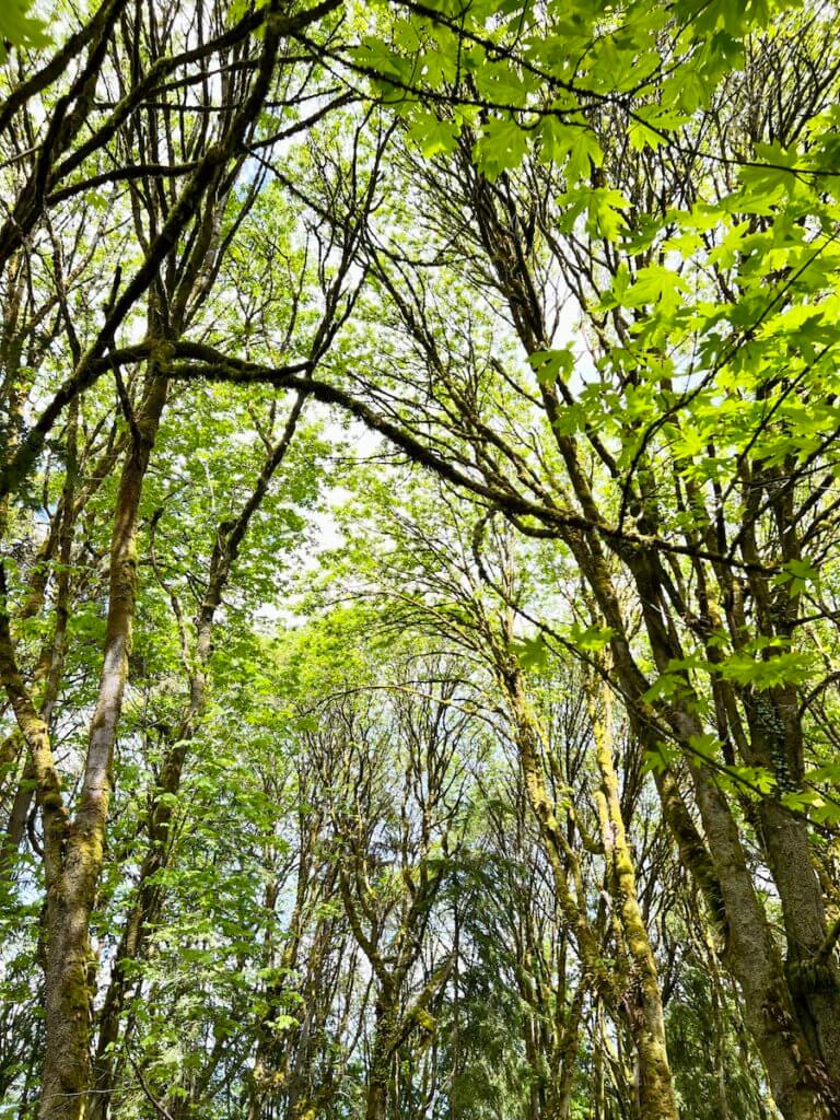 Beautiful rich green newly appearing leaves of maple trees in a dense forest canopy.