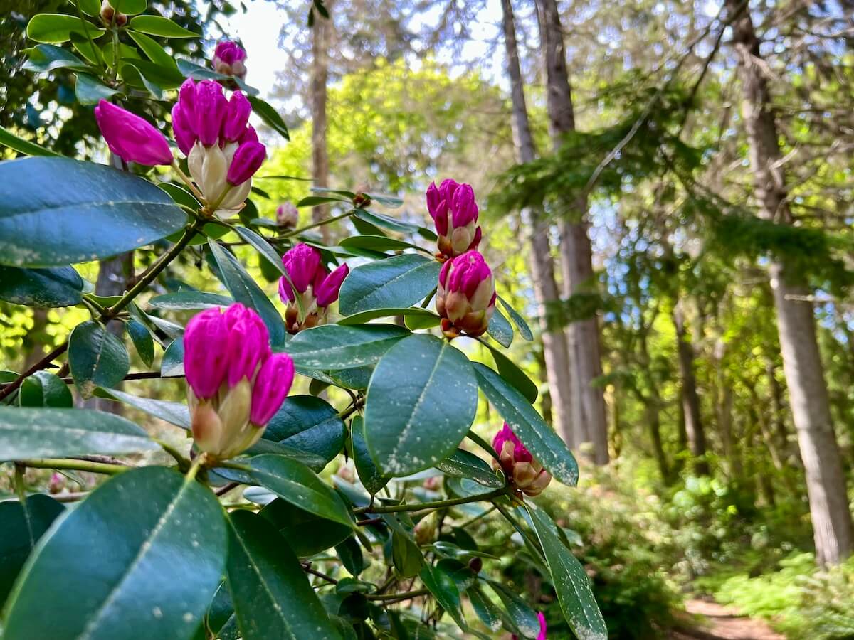Beautiful pink blooms of a rhododendron are pushing out getting ready to splash on the scene. In the background are various trees in Point Defiance Park in Tacoma.