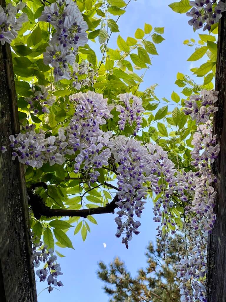 A trellace at Washington Park Arboretum in Seattle, Washington holds gentle climbing flowers of white and purple hues while the green climbing vine surrounds the wood slats.