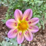 A delicate dahlia bloom shows off in a seattle garden in the summer season. There are bark chips on the ground blurred out and bushy green leaves. The flower is yellow on the center and various shades of purple and pink on the outer petals.