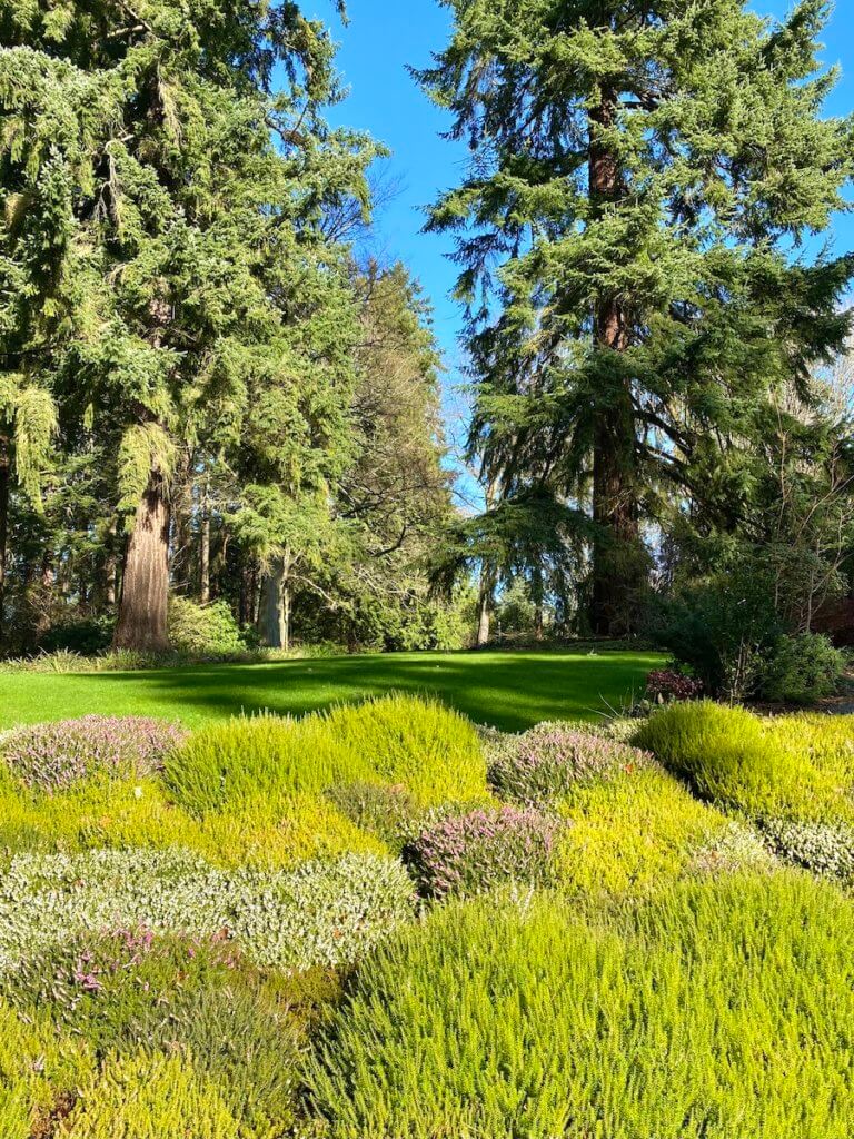 A flowing lawn seems to melt into a number of shrubs bearing different colors and textures while the blue sky above shines optimism on this scene, taking in a garden in Seattle.