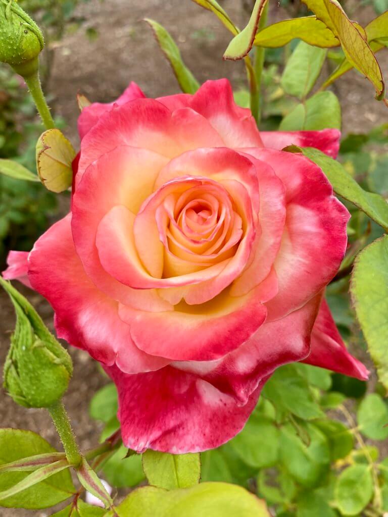 A pink rose with cream colored center comes to bloom in the Woodland Park Rose Garden, in Seattle, Washington. There are other young buds around this bloom as well as green leaves.