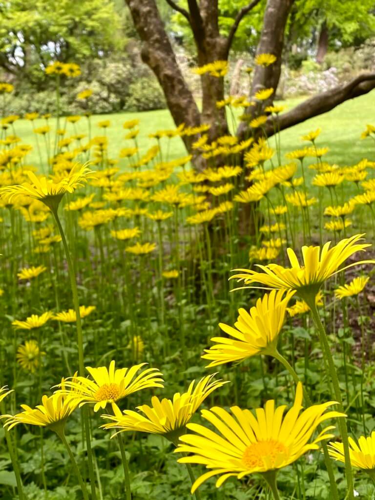 A scene of yellow daisies shows up along the border of a lawn in a garden in Seattle. There is also an interesting shaped maple tree.