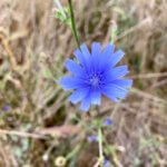A light blue wildflower pops up some color in a field of still dead brush.