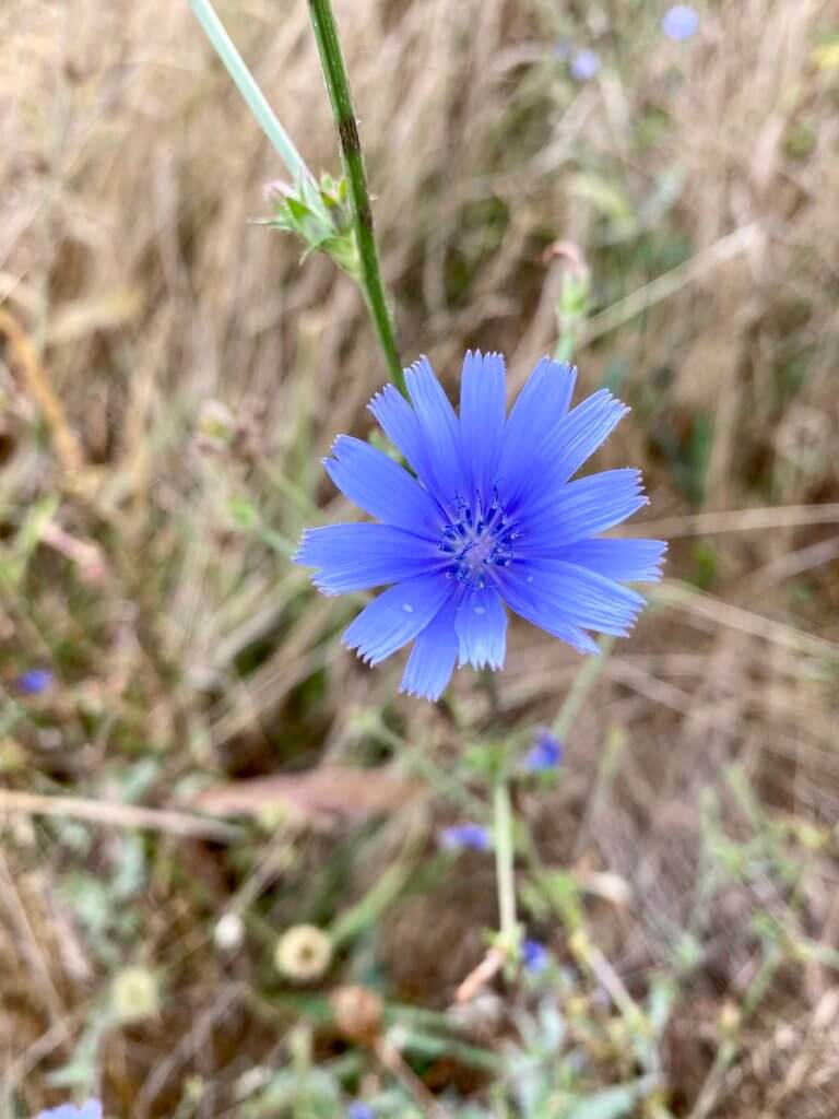 A light blue wildflower pops up some color in a field of still dead brush.