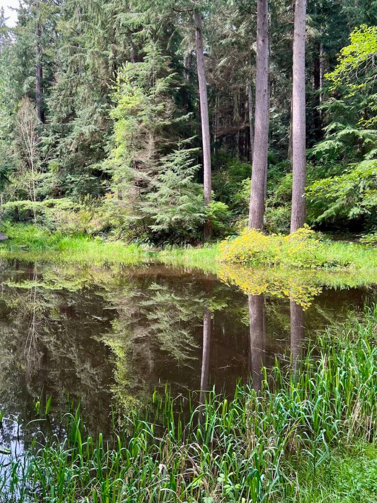 A peaceful pond reflects a beautiful forest scene with layers of fir trees, yellow flowers and grasses leading into the murky brown water.