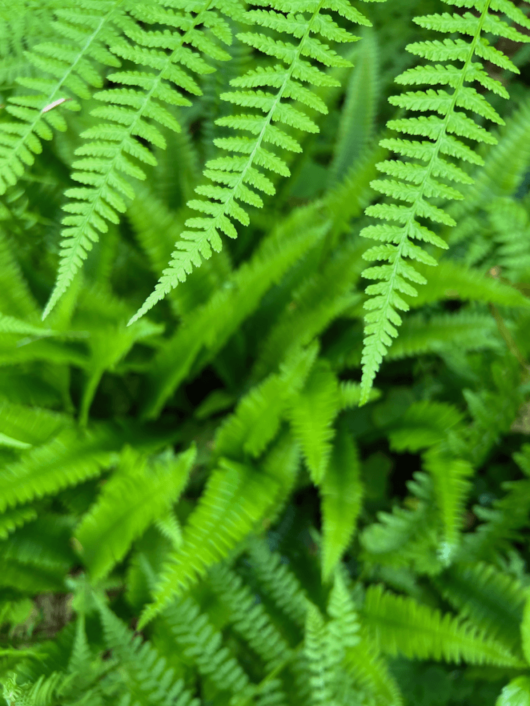 Delicate new growth of licorice ferns in the depths of an old growth rainforest.