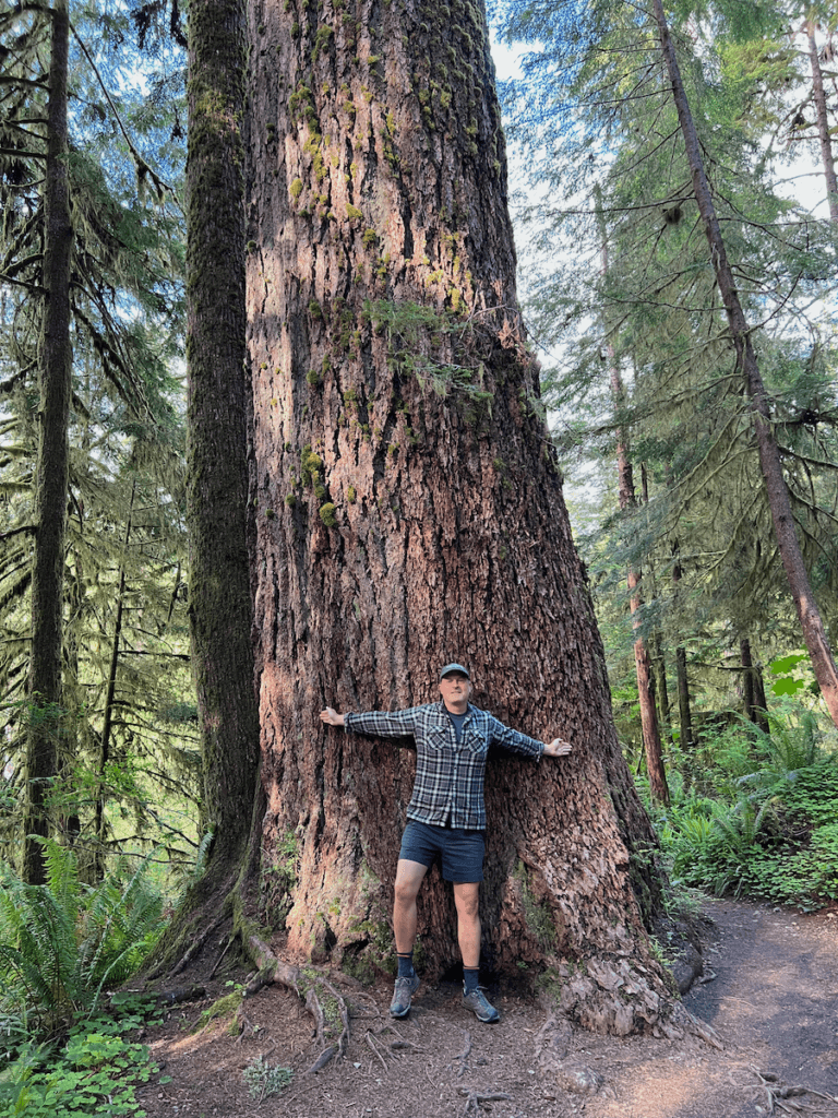 Matthew Kessi poses for a shot to show the massive trunk perspective of a Douglas fir in the depths of an Olympic National Park rainforest hiking trail. He's wearing dark blue shorts and a gray checked shirt with arms stretched out to show off the size of the tree.