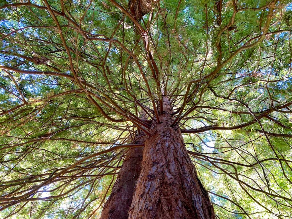 The various branches of a redwood tree fan out on a mystic nature experience walk in Seattle. There is blue sky peeking through the green needle canopy.