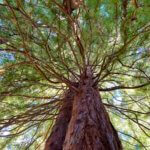 The various branches of a redwood tree fan out on a mystic nature experience walk in Seattle. There is blue sky peeking through the green needle canopy.