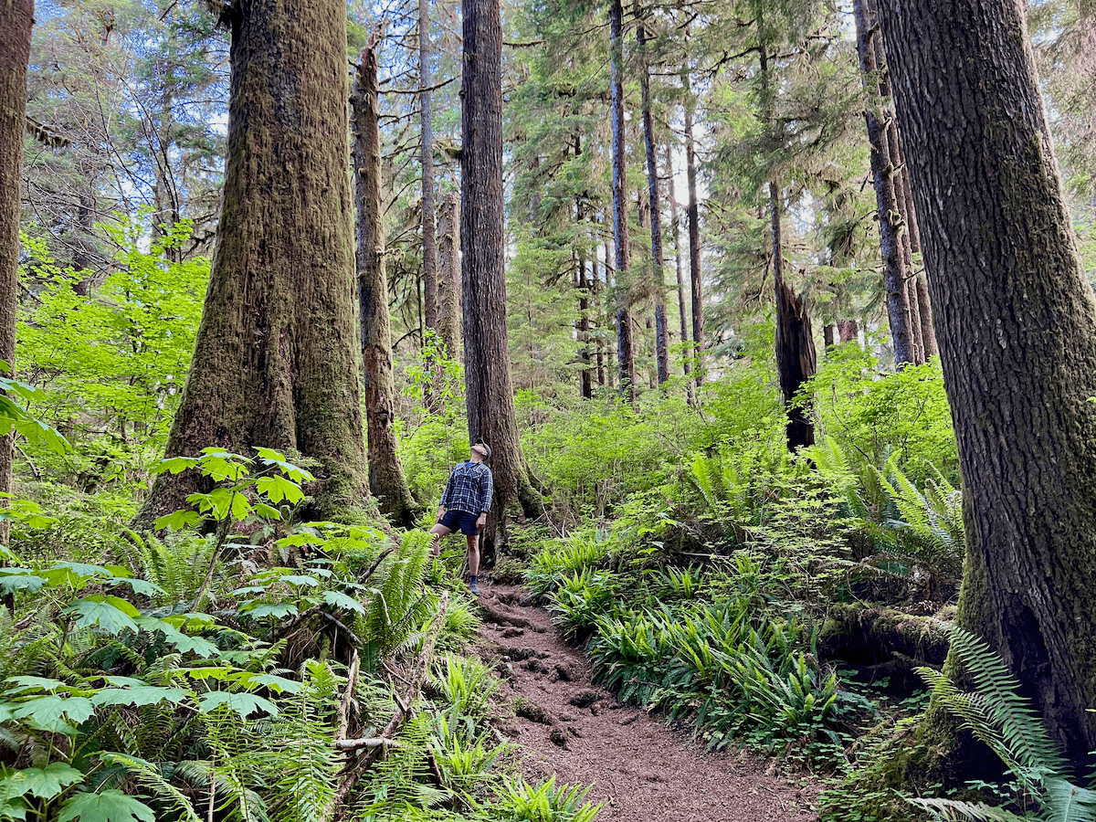 Matthew Kessi gazes up at a giant hemlock tree on the Quinault Loop Trail near Olympic National Park. The roots of the giant tree trickle down the dirt path toward another thick tree and the forest foliage is alive with shades of green and various textures.