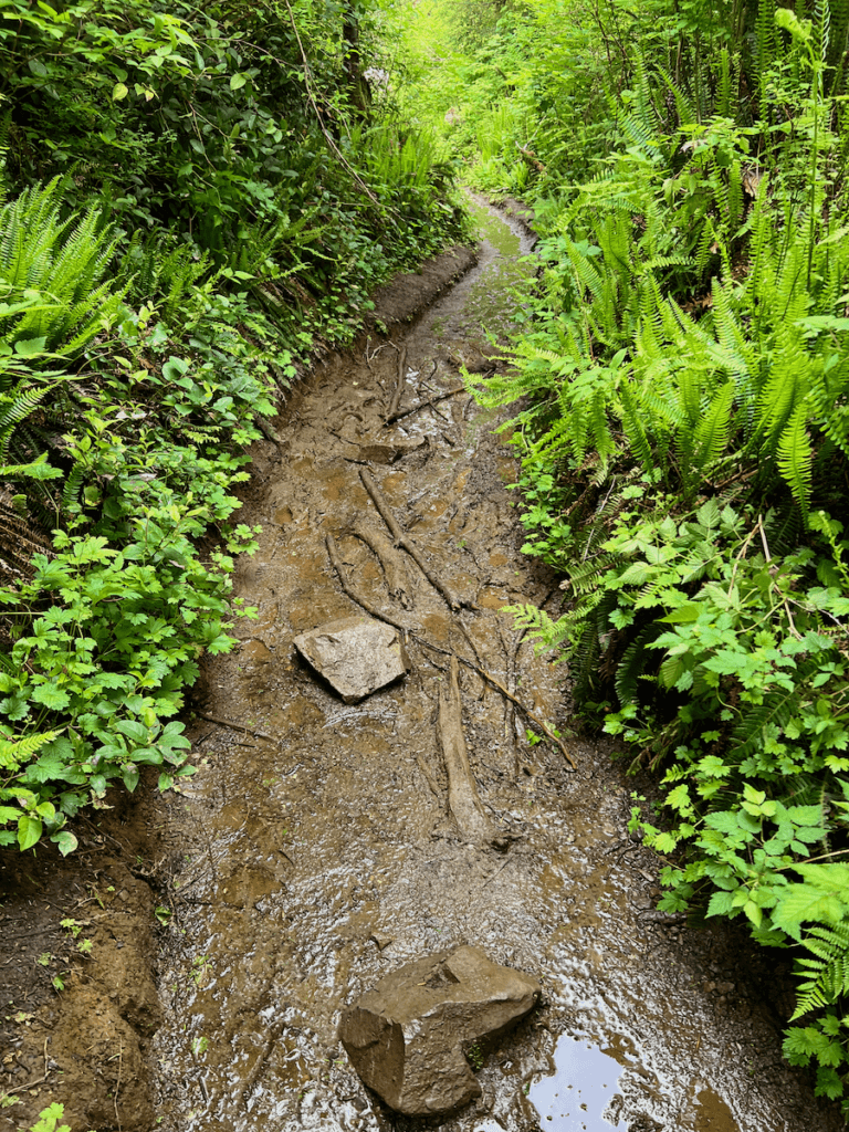 A muddy hiking trail reveals a few puddle and two large rocks along with roots that lead into a very green forested area.