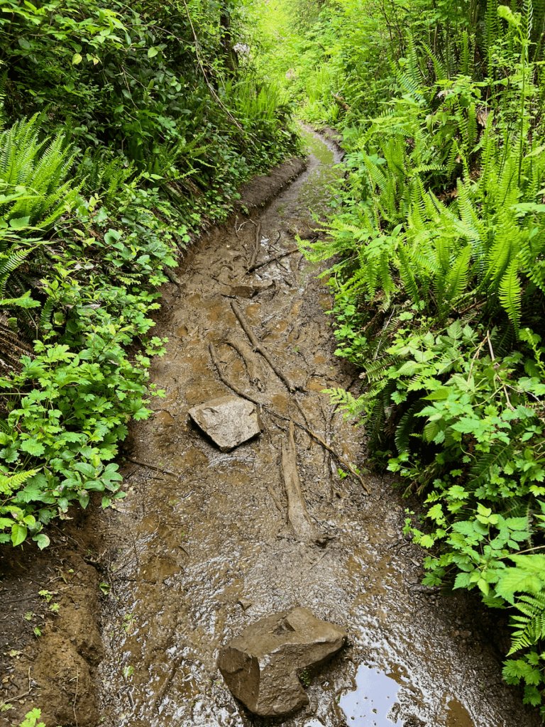 Quinault hiking trails best sale