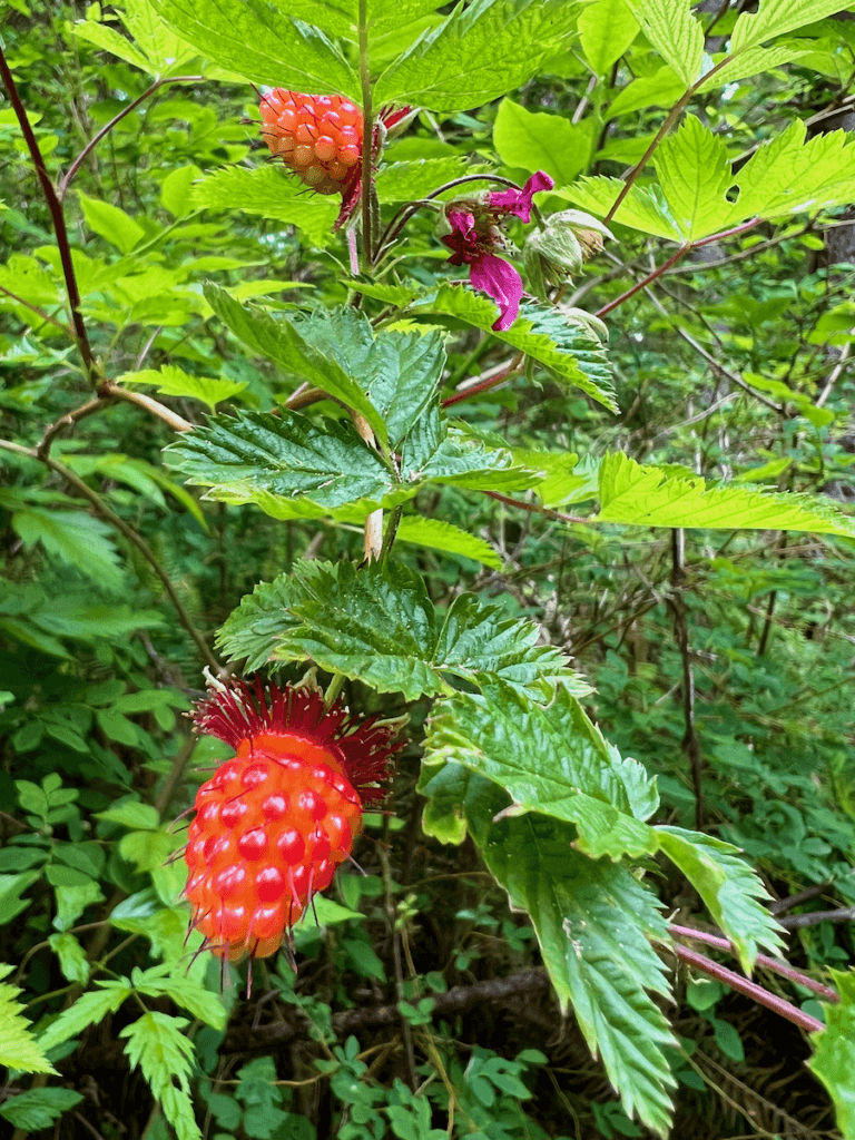 A bright red salmonberry clings to a branch on a hiking trail around Lake Quinault. There is a fading purple flower as another lesser ripe berry among the green leaves.
