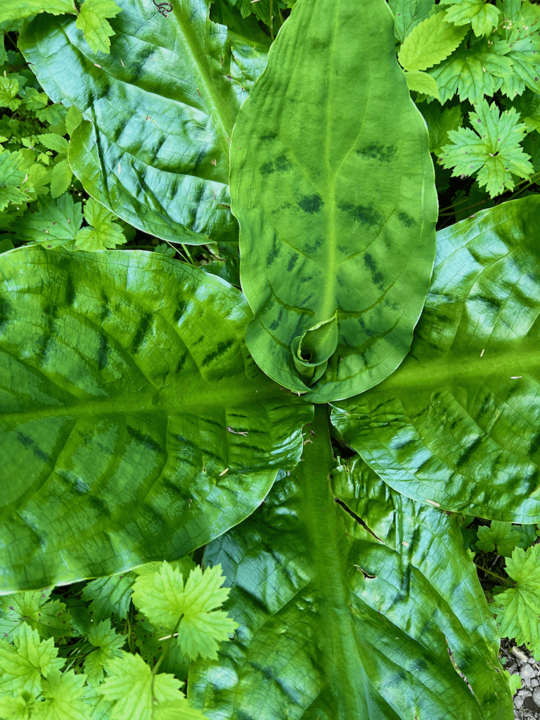 The lush green of a skunk cabbage viewing from above.