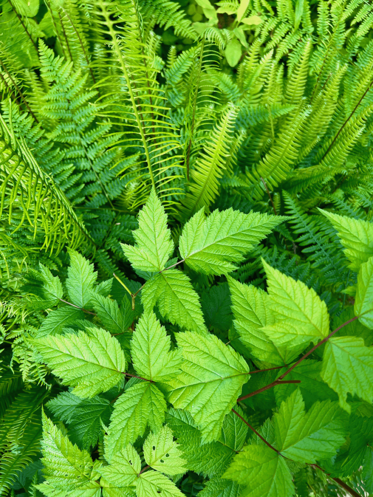 Bright green colors of fresh foliage on a forest hiking trail. They include sword and licorice fern and salmonberry leaves with red stems.