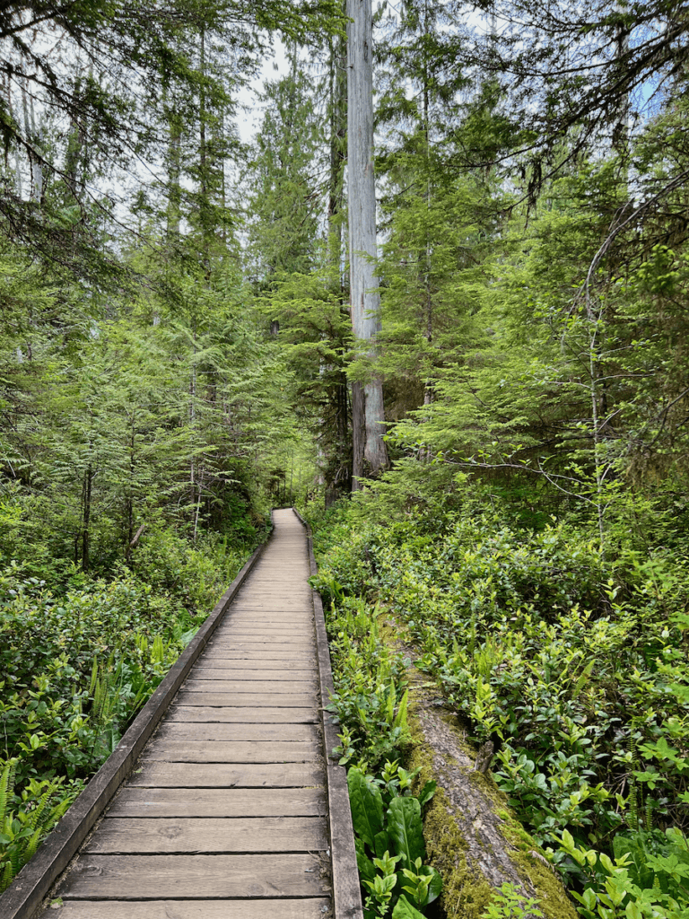 The bog portion of the Quinault Loop Trail has a boardwalk over a marshy area with skunk cabbage and a fallen tree. In the background are some high reaching cedar.