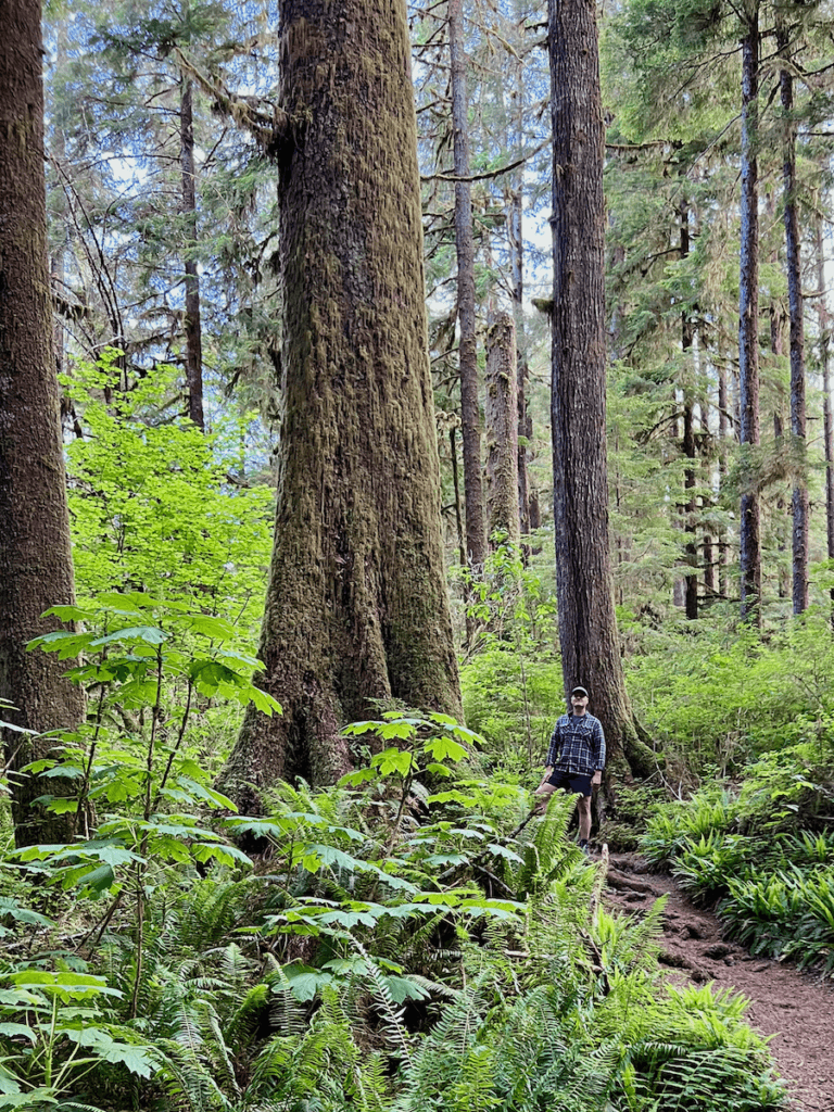 Matthew Kessi stands next to a giant old hemlock tree on the Quinault Loop Trail in the Olympic National Forest. He's wearing a black and white plaid shirt and shorts and the forest scene is full of different green leafy plants.